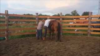 bay colt bucking in round pen