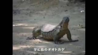 オオトカゲ（ボルネオのサピ島）　高校生物実験