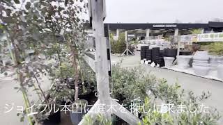 ［園芸］ジョイフル本田で庭木を探す動画