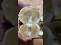 pomelo food coconut skills shorts banana apple watermelon kiwi papaya asmr orange mango