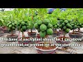 How to grow Papaya in Pots - Complete Growing Guide