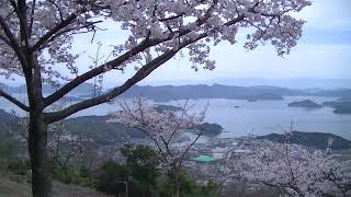 安芸の小京都 竹原   038  桜満開！朝日山の山頂広場～歩き撮り編～（2022 04 05）