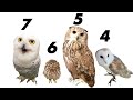 人気フクロウ種ランキングtop７！ベンガルワシミミズクを抑えた１位は？