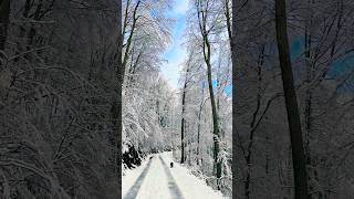 SWISS APLS WINTER ❄️ AMBIENCE ⛄️#ambience#winter#forest#snow#mountains#switzerland#peace#amazing