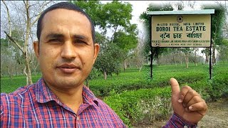 Buroi Tea Estate || Assam Tea || Tea Garden in Assam #assamteagarden