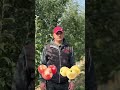 Розповідаємо на досвіді які сорти 🍏🍎 найкраще підходить для вирощування у Центральному регіоні ✅