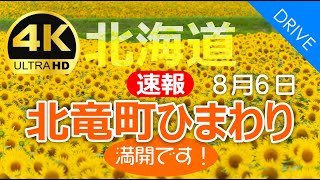 [Hokkaido Drive] Breaking news! Hokuryu Town Sunflower Festival 8/6｜In full bloom! August 6, 2024