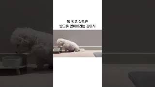 앙꼬는 배고프면 밥그릇을 엎어 ... #shorts