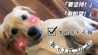 三个月拉布拉多Bagel的厕所训练分享｜失败➡️成功｜#bagel #labrador #Melbourne #拉布拉多 #尿垫训练