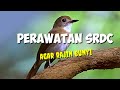 cara merawat burung SRDC agar rajin bunyi