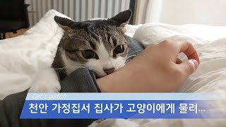 강아지세요..? 너무 말을 잘들어서 문제인 고양이