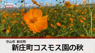 【アミンチュニュース】【2022 守山コスモス】新庄町コスモス園の秋