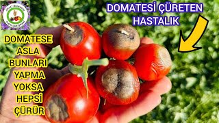 Domatesin Altı Neden Çürür🍅Domates Çürüdüyse Asla Bunu Yapmayın Toprağı Zehirlersiniz