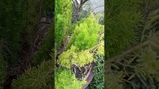 Vlog #1105 The Asparagus Densiflorus Plant