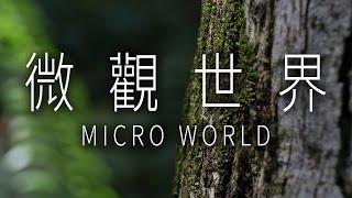 微觀世界 Micro World | 雨傘觀點