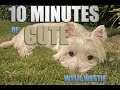 Cute Westie Dog | Last Month in Hua Hin, Thailand