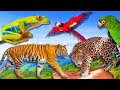 200 Wild Animals | Learn Animals Name In English With Pictures | Animals Vocabulary In English