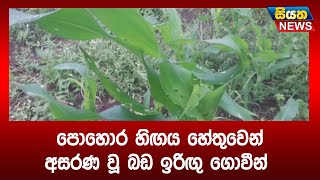 පොහොර හිගය හේතුවෙන් අසරණ වූ බඩ ඉරිගු ගොවීන් | Siyatha News