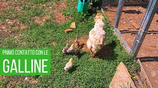 Chioccia e pulcini al pascolo 🐥🐥🐥 | Allevare galline