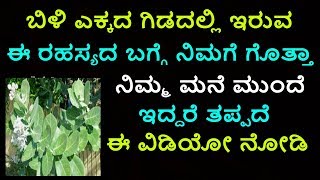 ಬಿಳಿ ಎಕ್ಕದ ಗಿಡ ನಿಮ್ಮ ಮನೆ ಮುಂದೆ ಇದ್ದರೆ ತಪ್ಪದೆ ಈ ವಿಡಿಯೋ ನೋಡಿ