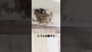 ツバメの餌やり、ヒナはまだ小さくて見えないが、親は取ってきた餌を与えている