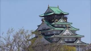 大阪市　桜満開の大阪城