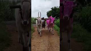 TERABANDI RACE ADDA || 😍💝 ಒಂಟಗೋಡಿ ರಾಜಾ 😇 ಸಿದ್ದ 🥰💞 #kannada #terabandirace #cattle #bull #trending