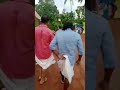 ചാത്തങ്ങോട്ടുപുറം താലപ്പൊലി