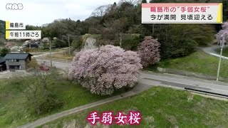 輪島市の手弱女桜　見頃を迎える 2021.4.16放送