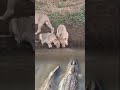 Momen menegangkan Singa vs Buaya #wildanimal #wildlife #wildanimals #crocodile #lion