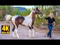 Arabian Horse x Pinto Horse = Gorgeous Pintabian Horses!