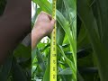 My Glass Gem Corn is over 9 feet tall!!!!