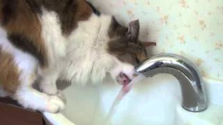 ☆★　水道水を飲む猫　☆★