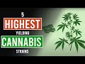 5 Highest Yielding Cannabis Strains!