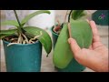 how to make your orchid leaf 200 times more beautiful and shiny just by doing it