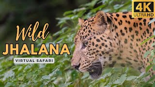 Wildlife expedition at Jhalana leopard reserve (Rajasthan, India)