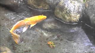 Beautiful Koi Exploring a pond - 池を探る美しい恋