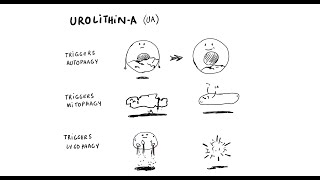 Got Inflammation Discover Urolithin A
