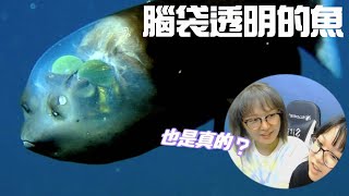 【遊戲】世界奇觀10選 猜猜看! 哪些是真的? [NyoNyoTV妞妞TV]