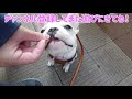 【フレブル パピー】生後３ヶ月の子犬がベル鳴らしに挑戦！！【french bulldog】