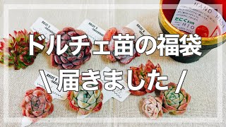 【多肉植物】DOLCEさんの白の福袋が届いたので開封します。