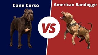 Cane Corso Vs American bandogge | American bandogge VS Cane corso