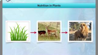 Nutrition in plant
