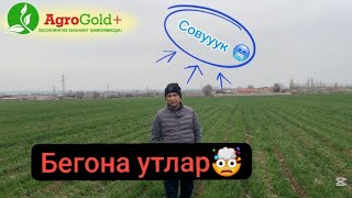 Екинлардаги Бегона утларни сиз билмаган зарарлари🤯. Бугдойдаги бегона утларни йукотиш.