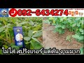 ถั่ว ฉีดพ่น 4soilโฟร์ซอย 1รอบ 4treeโฟร์ทรี 2รอบ เป็นแบบนี้ คุณวสันต์จ เชียงใหม่