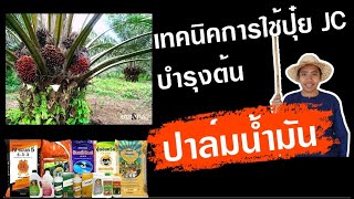 เทคนิคบำรุง ต้นปาล์มน้ำมัน ด้วยปุ๋ยอินทรีย์ในเครือ JC // คลิก: BurinOnline.org