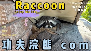 【功夫浣熊】corner屋檐侧角的浣熊 （roofside corner )熊师傅和浣熊都很淡定wild animal control.