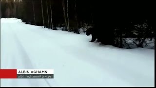 "Spela död är skitsnack" - Ralph skrämmer attackerande björn med avgrundsvrål