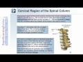 The Skeletal System- Axial Skeleton What is the Verbebral Column?