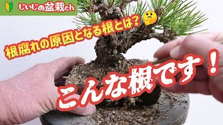 Be sure to cut these roots! ✨ [If you leave it, it will cause root rot! 😱]